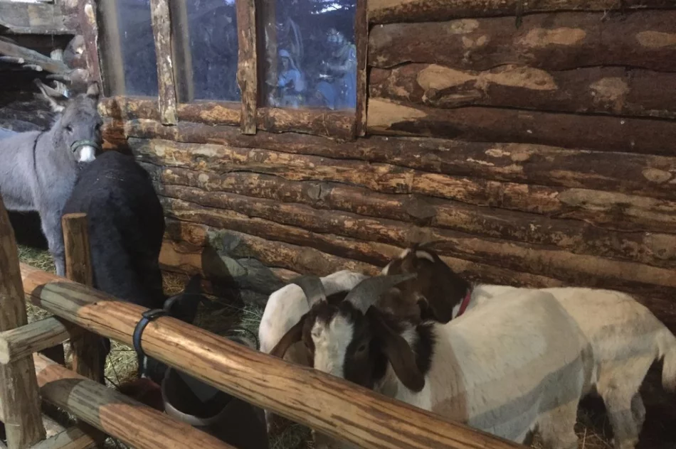 Przyjedź i zobacz jedyną żywą szopkę w regionie - zdjęcie 3