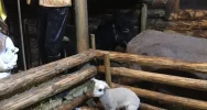 Przyjedź i zobacz jedyną żywą szopkę w regionie - zdjęcie 4
