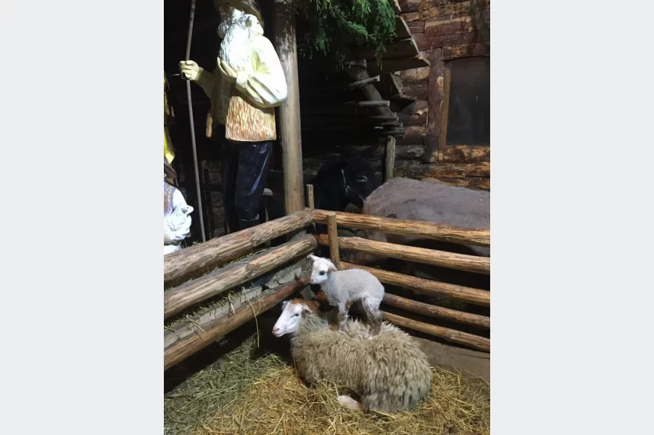 Przyjedź i zobacz jedyną żywą szopkę w regionie - zdjęcie 4