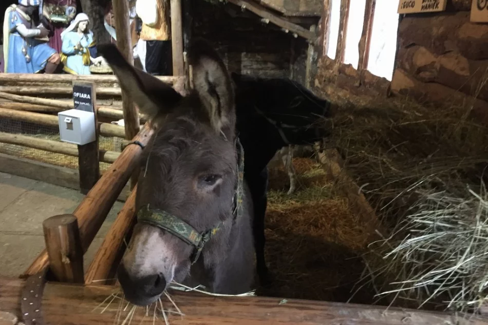 Przyjedź i zobacz jedyną żywą szopkę w regionie - zdjęcie 5