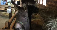Przyjedź i zobacz jedyną żywą szopkę w regionie - zdjęcie 5