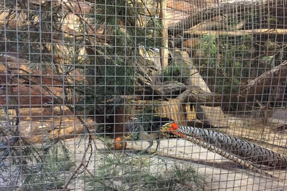 Przyjedź i zobacz jedyną żywą szopkę w regionie - zdjęcie 9