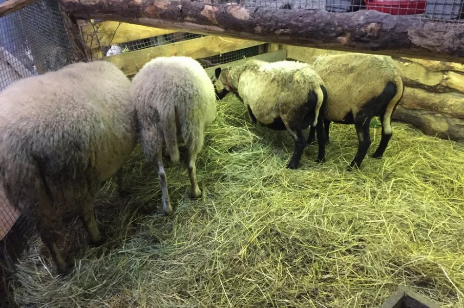 Przyjedź i zobacz jedyną żywą szopkę w regionie - zdjęcie 10