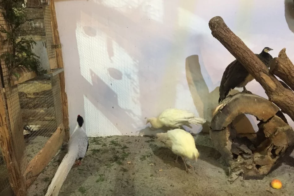 Przyjedź i zobacz jedyną żywą szopkę w regionie - zdjęcie 11