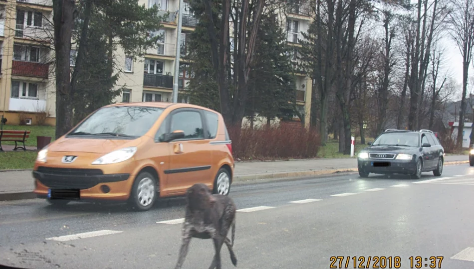 Uwaga! Pilnie poszukiwany właściciel psa - zdjęcie 1