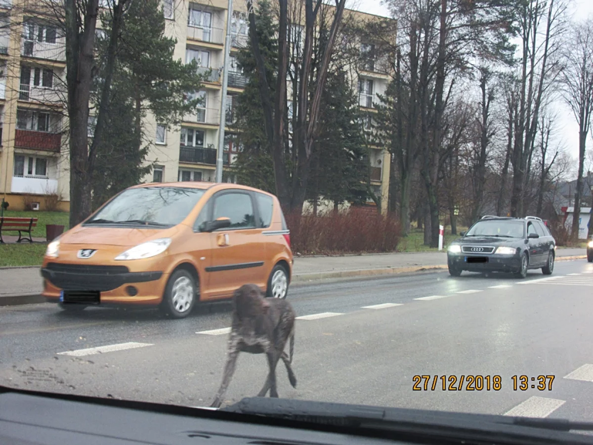 Uwaga! Pilnie poszukiwany właściciel psa