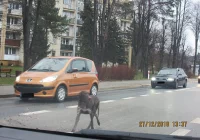 Uwaga! Pilnie poszukiwany właściciel psa - zdjęcie główne