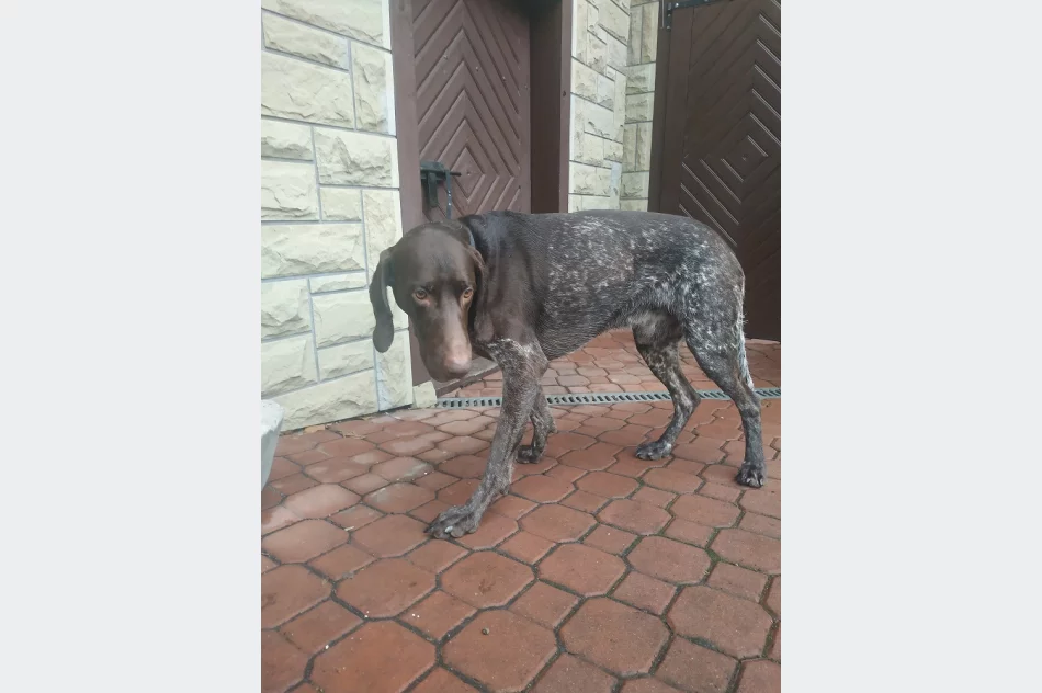 Uwaga! Pilnie poszukiwany właściciel psa - zdjęcie 2