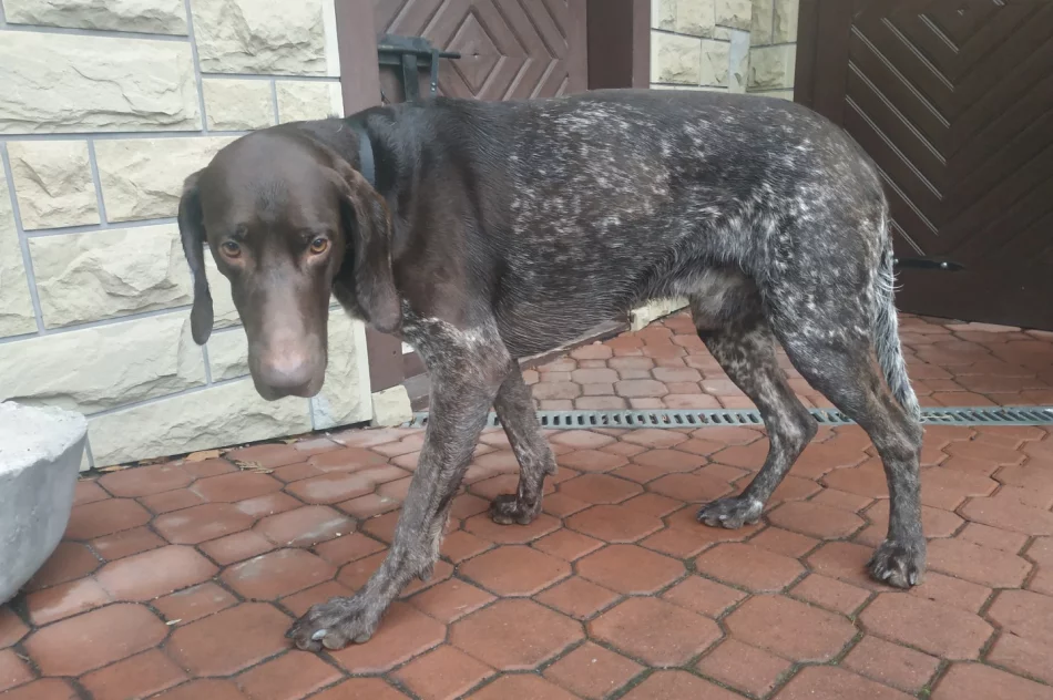 Uwaga! Pilnie poszukiwany właściciel psa - zdjęcie 3