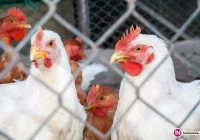 Hodujesz drób? Nowe rozporządzenie ministra: szereg nakazów i zakazów - zdjęcie główne