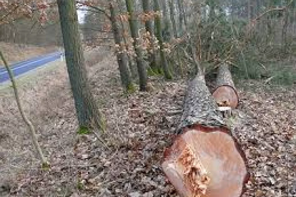 Skup drewna, profesjonalna wycinka i zrywka  Drwale Limanowa - zdjęcie 2