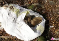 Zaśmiecony pas drogowy: muszle klozetowe, wersalki, a nawet szczątki zwierząt - zdjęcie główne