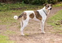 Zdziczałe psy powodują szkody, nawet w GPN - zdjęcie główne