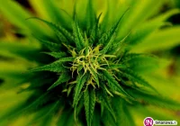 W regionie żyje 4,6 tys. osób uzależnionych od narkotyków - zdjęcie główne