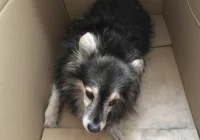 Szukamy właściciela psa - zdjęcie główne