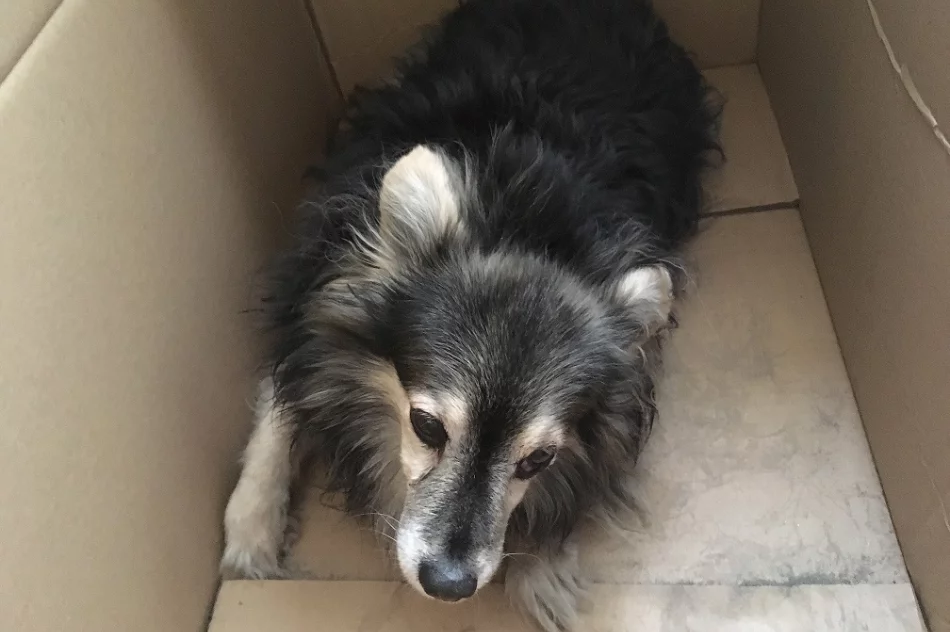 Szukamy właściciela psa - zdjęcie 2