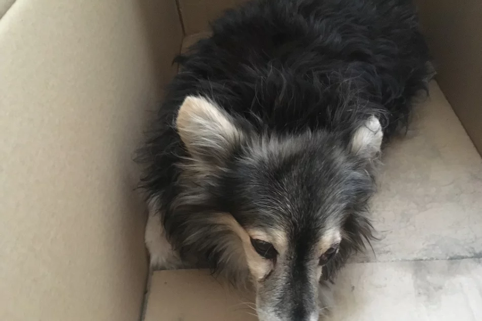 Szukamy właściciela psa - zdjęcie 3