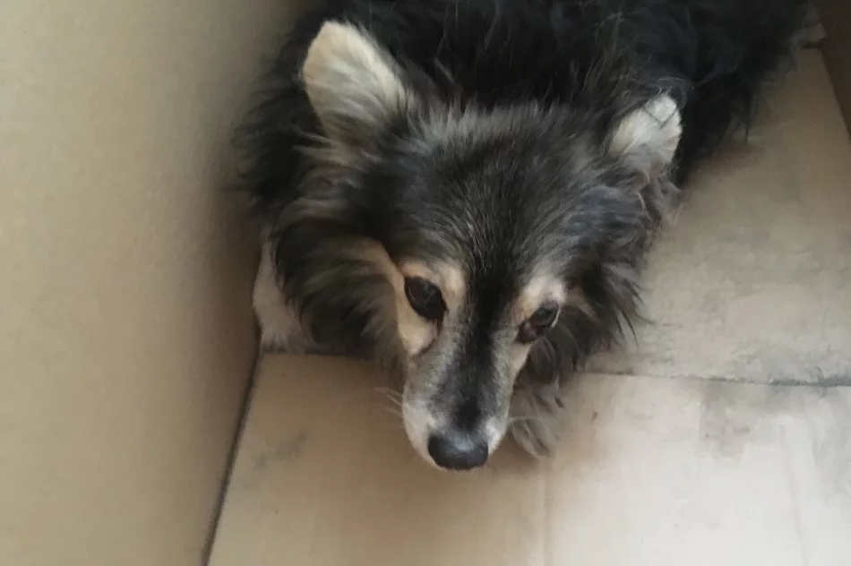 Szukamy właściciela psa - zdjęcie 4