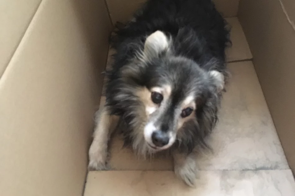 Szukamy właściciela psa - zdjęcie 5