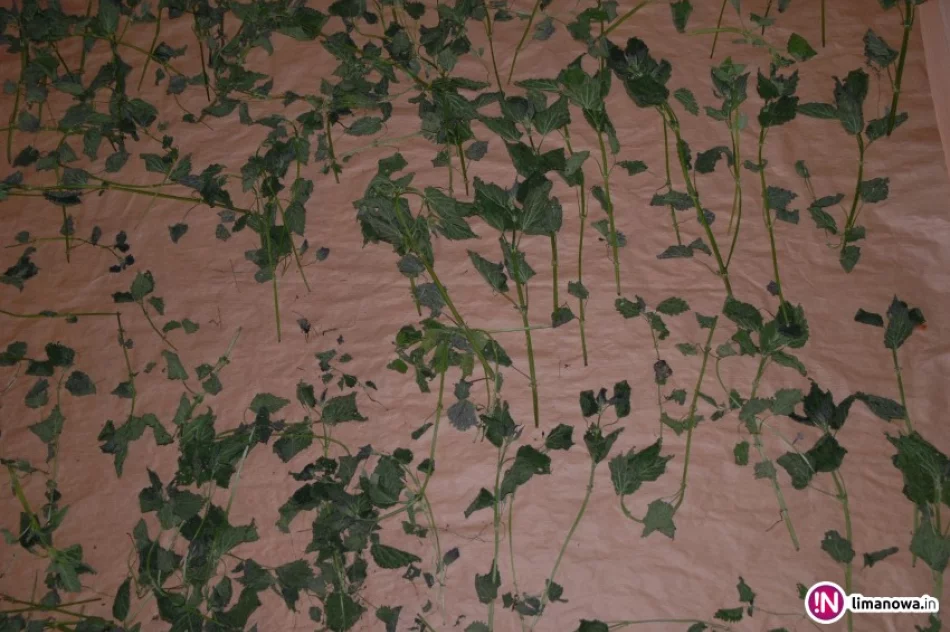 Zanim zakwitnie pokrzywa - zdjęcie 3