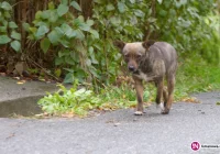 Służby sprawdzą, czy dochodzi do znęcania się nad psami - zdjęcie główne