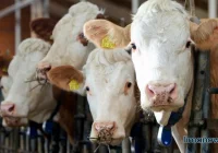 Komunikat o działaniach inspekcji weterynaryjnej w sprawie wprowadzenia do obrotu nielegalnie pozyskanego mięsa wołowego - zdjęcie główne