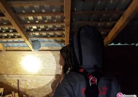 Strażacy jeżdżą do gniazd szerszeni - to już 375 interwencji - zdjęcie główne