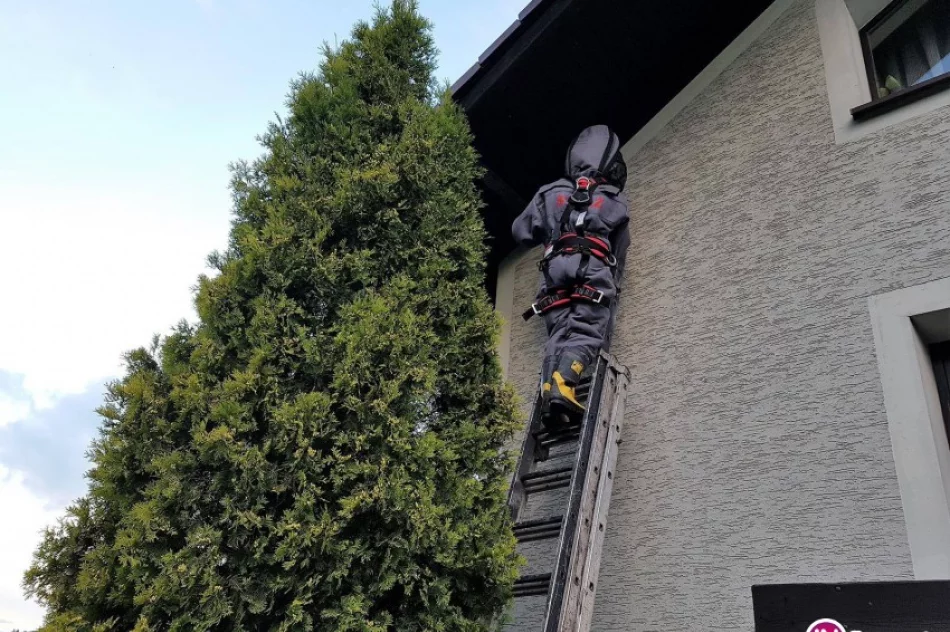 Strażacy jeżdżą do gniazd szerszeni - to już 375 interwencji - zdjęcie 2