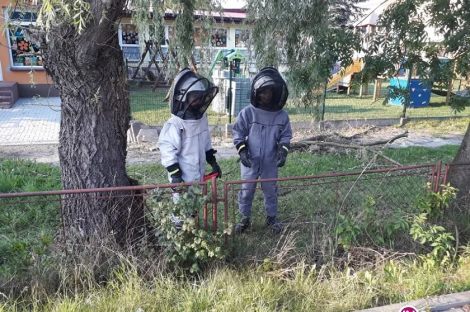 Strażacy jeżdżą do gniazd szerszeni - to już 375 interwencji - zdjęcie 3