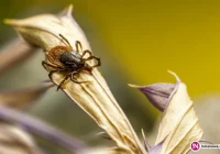 Na Limanowszczyźnie dwukrotny wzrost zachorowań na boreliozę - zdjęcie główne