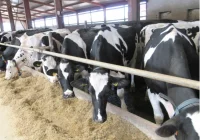 Działania kontynuowane przez inspekcję weterynaryjną - komunikat - zdjęcie główne