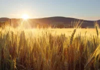 Dopłaty 2020: Ostateczny termin składania oświadczeń mija 8 czerwca - zdjęcie główne