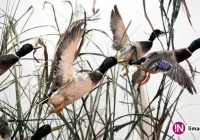 'Realne zagrożenie' wysoce zjadliwą grypą ptaków - zdjęcie główne