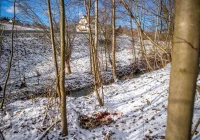 Wilk w biały dzień zaatakował sarnę w pobliżu domostw - zdjęcie główne