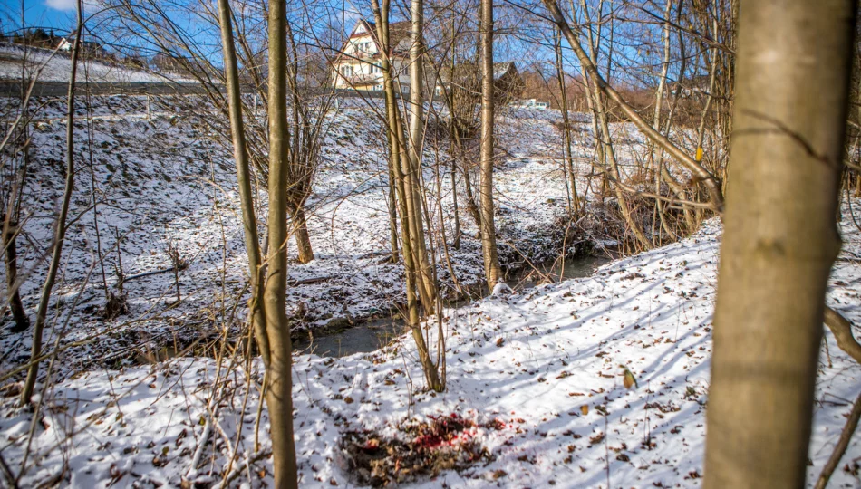 Wilk w biały dzień zaatakował sarnę w pobliżu domostw - zdjęcie 1