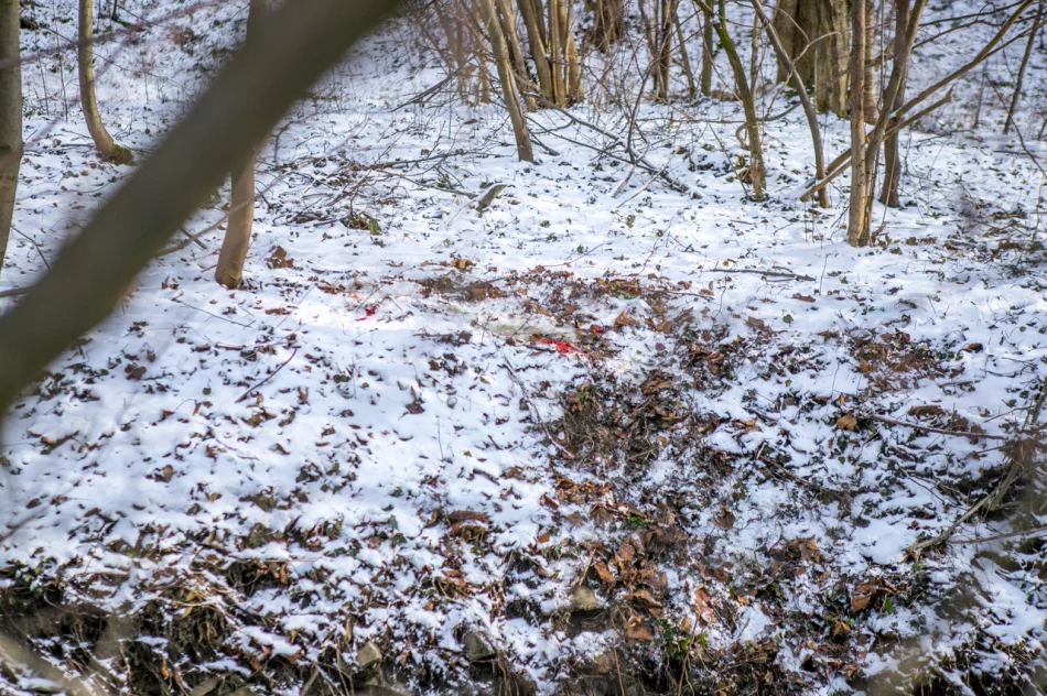 Wilk w biały dzień zaatakował sarnę w pobliżu domostw - zdjęcie 2