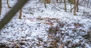 Wilk w biały dzień zaatakował sarnę w pobliżu domostw - zdjęcie 2
