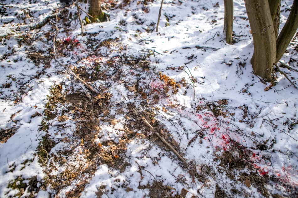 Wilk w biały dzień zaatakował sarnę w pobliżu domostw - zdjęcie 4