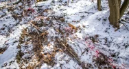 Wilk w biały dzień zaatakował sarnę w pobliżu domostw - zdjęcie 4