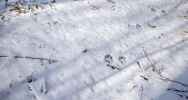 Wilk w biały dzień zaatakował sarnę w pobliżu domostw - zdjęcie 5