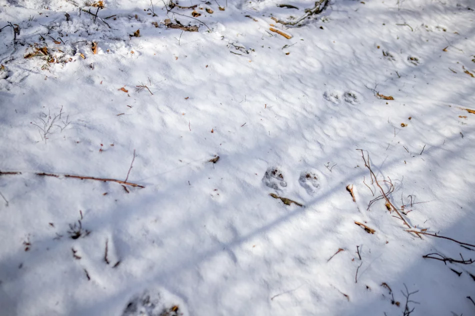 Wilk w biały dzień zaatakował sarnę w pobliżu domostw - zdjęcie 5