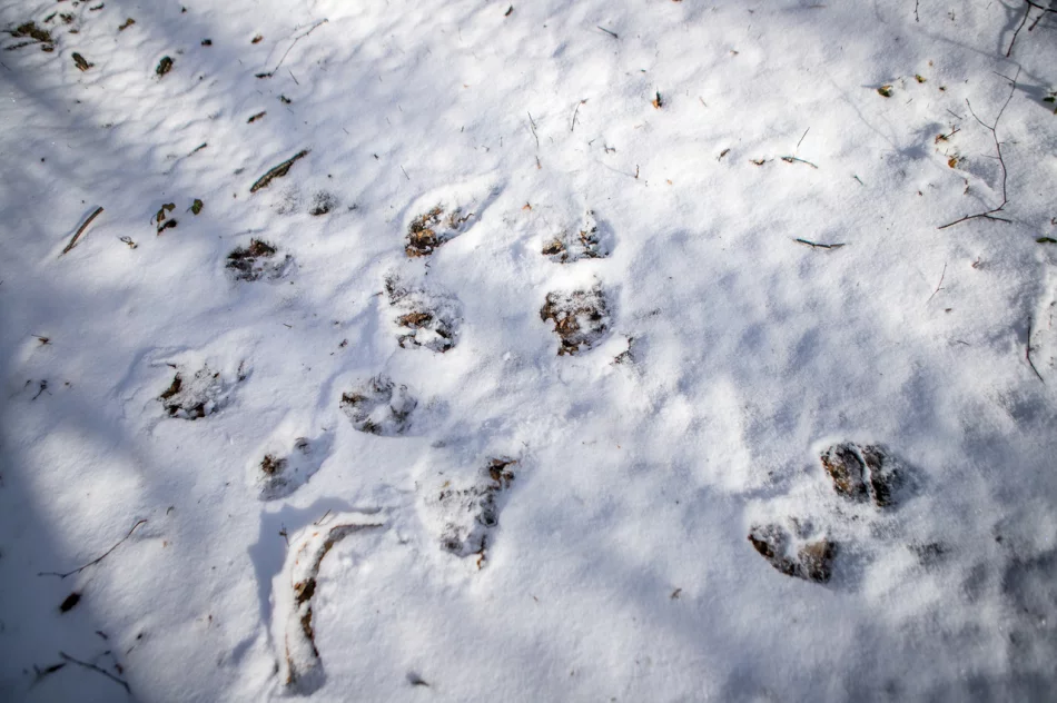 Wilk w biały dzień zaatakował sarnę w pobliżu domostw - zdjęcie 6