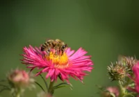 W niedzielę ważna konferencja pszczelarska - zdjęcie główne