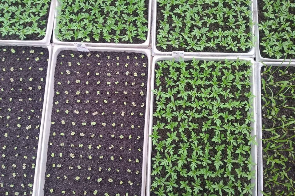 Wiosenne zajęcia dla architektów krajobrazu - zdjęcie 8