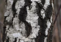 Brzoza… liść, sok i co jeszcze? - zdjęcie główne