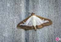 W Polsce trwa inwazja kolejnego obcego gatunku owada - zdjęcie główne