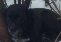 Ktoś znowu porzucił psa w lesie. Zwierze było ranne, potrzebuje pomocy weterynarza - zdjęcie główne