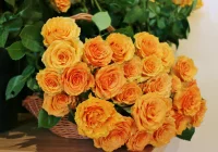 Dzień Kobiet z kararetem JURKI! - zdjęcie główne