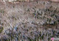 Od Nowego Roku łatwiej wyciąć drzewa na własnej działce - zdjęcie główne