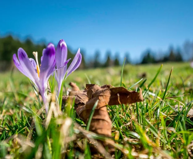 Dziś witamy astronomiczną wiosnę - zdjęcie główne